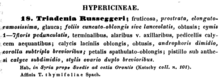 Original description of the species by Eduard Fenzl in 1842 under the synonym Triadenia russeggeri Triadenia russeggeri description.png