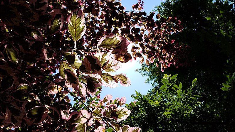 File:Tricolor beech (35178724421).jpg