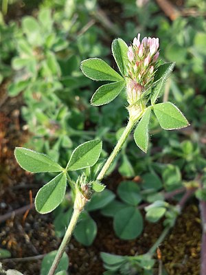 Stripe clover (Trifolium striatum)