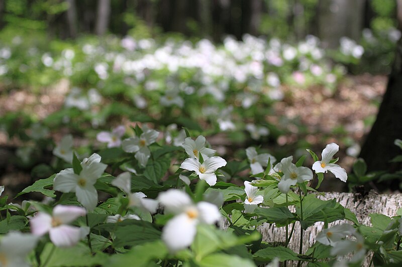 File:Trillium on the Oak Ridges Moraine.jpg