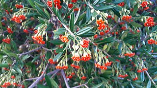 Trompito (bonellia) en Paraguaná.jpg