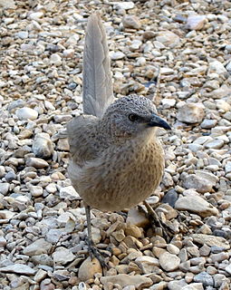 Arabian babbler species of bird