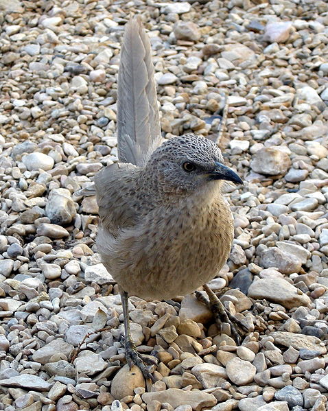 File:Turdoides squamiceps1 cropped.JPG