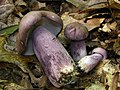 Thumbnail for Tylopilus plumbeoviolaceus