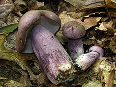 Tylopilus plumbeoviolaceus 54969.jpg