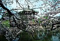 Tokionun Ueno parkında sakura gülləri.