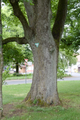 English: Natural monument Tilia tree in Ulrichstein , Ulrichstein, Hesse, Germany)