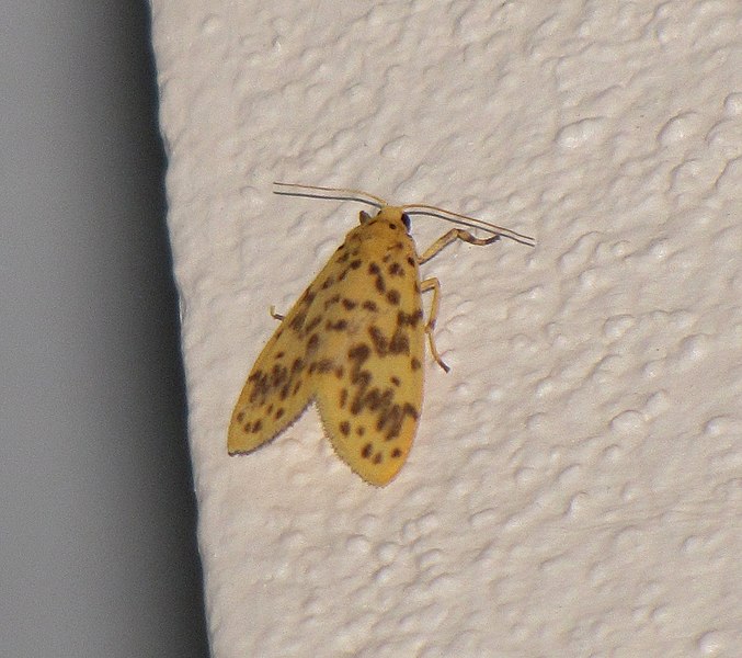 File:Unidentified moth 4892.jpg