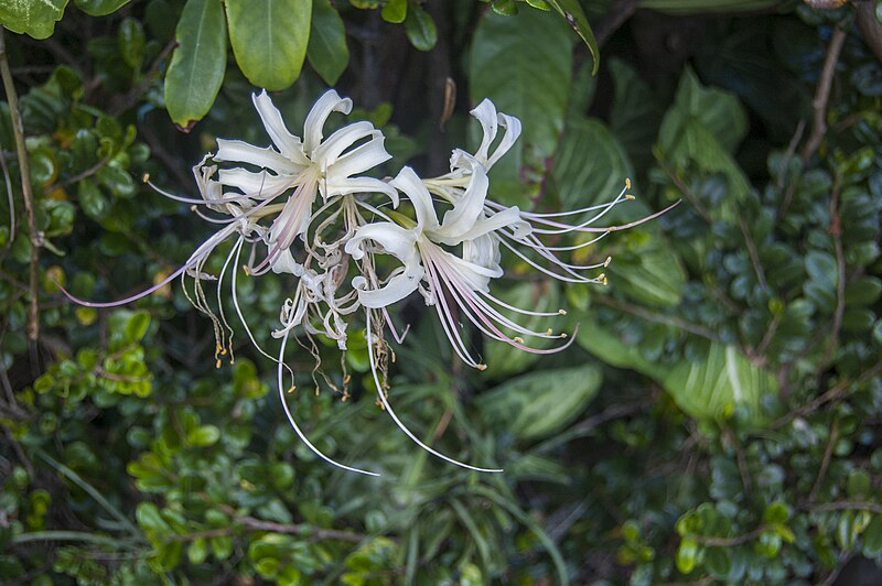 File:Unidentified tropical flowers in Yakushima, Japan 2015 (22677844603).jpg