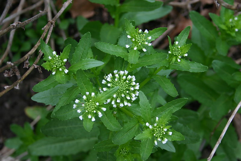 800px-Unknown_brassicaceae_517.JPG