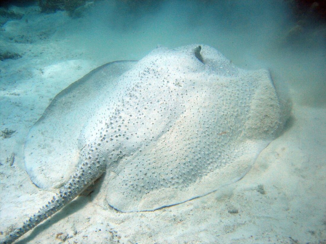 Urogymnus