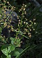 * Nomination Valeriana elongata --Robert Flogaus-Faust 11:29, 6 June 2020 (UTC) * Decline Dark background, noisy, messy composition. --Kallerna 13:26, 9 June 2020 (UTC)