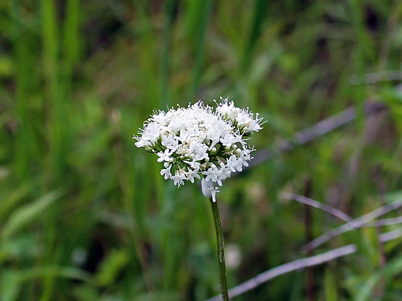 File:Valeriana uliginosa 5536644 4x3.jpg