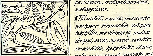 Vanilla florentine codex