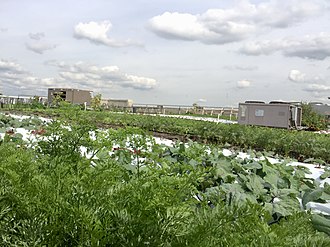 Long Island Grange rooftop, with the visible white root barrier in background VeggieRoofGarden.jpg