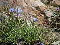 Veronica fruticans