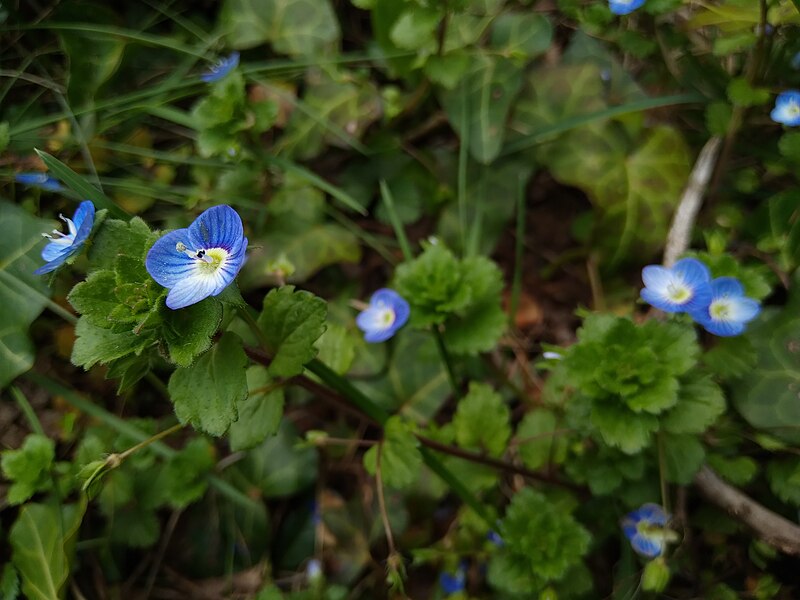 Veronica persica