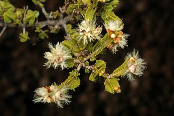 Verticordia decussata