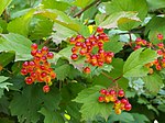 Viburnum 01.JPG