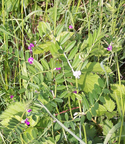 File:Vicia sativa.JPG