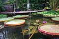 de: Riesenseerose (Victoria amazonica) im Neuen Botanischen Garten Marburg