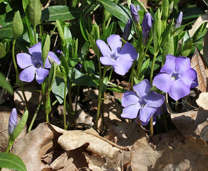 File:Vinca minor 2011 G2.jpg