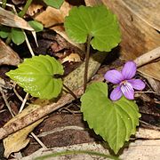 Viola selkirkii