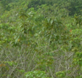 Vitex pinnata in secondary succession.png