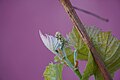 Grape (vitis vinifera) - forming buds