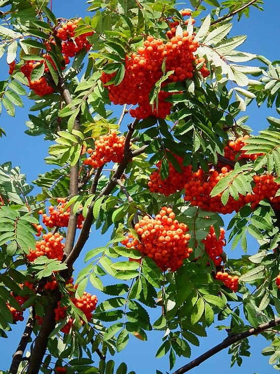 Плоды русских деревьев. Рябина обыкновенная Sorbus aucuparia. Рябина обыкновенная Эдулис. Рябина обыкновенная Эдулис edulis. Рябина обыкновенная с10.