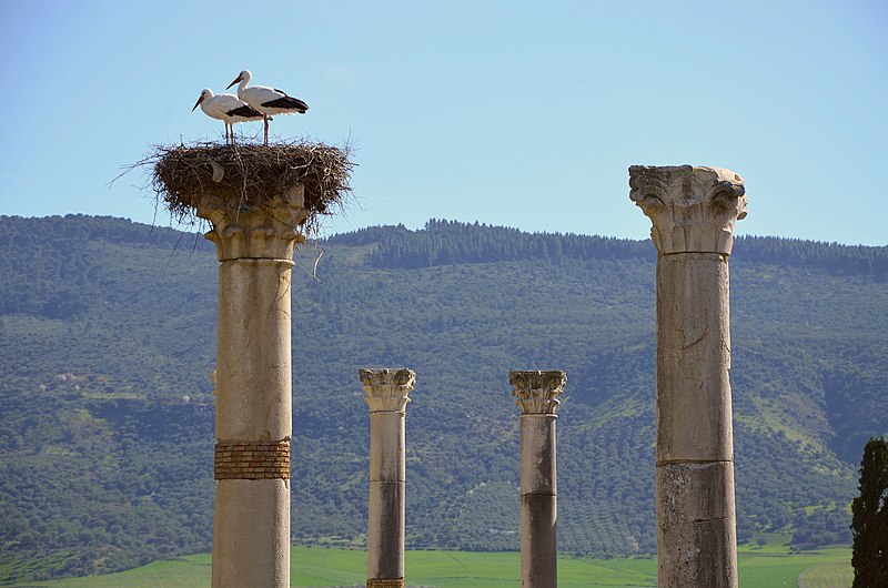 File:Volubilis (32097408183).jpg