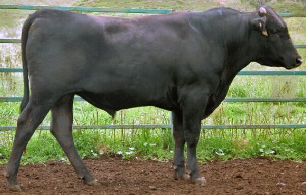 Wagyu cattle are an example of a breed raised primarily for beef