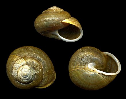 Mollusca. Брюхоногие моллюски. Гастроподы. Наземные улитки. Брюхоногие моллюски палеоген.