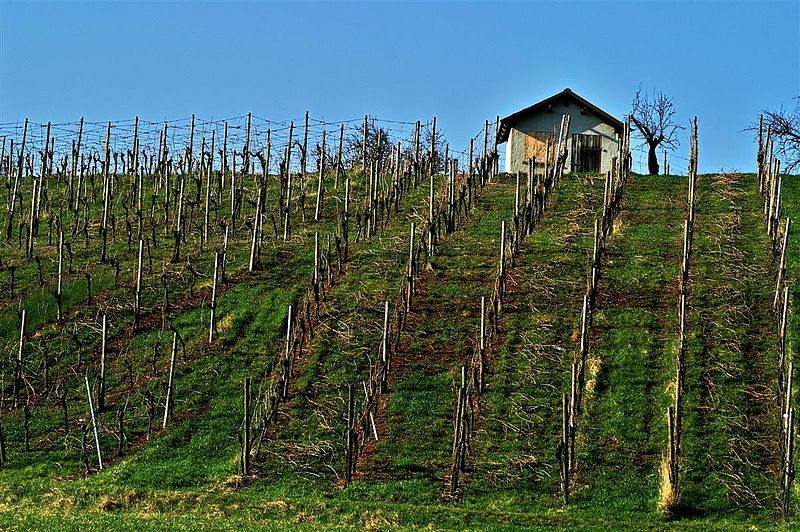 File:Weinberg beim Kibannele - Ochsenbach 2 - panoramio.jpg