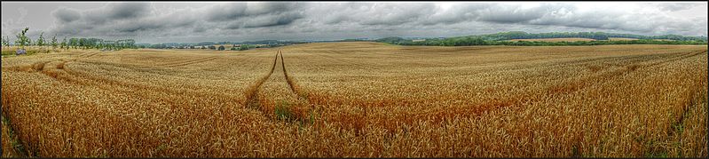 File:Weizenfeld in der Kühlung.jpg