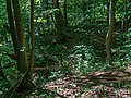 Ruine Turmhügelburg Wermsdorfer Wald