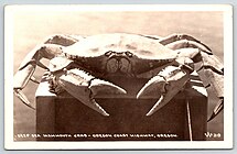 319 - Deep Sea Mammouth Crab, Oregon Coast Highway