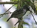 Western Slaty-Antshrike RWD.jpg