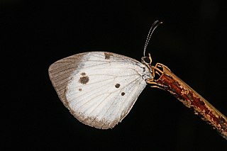 <i>Larinopoda</i> Butterfly genus in family Lycaenidae