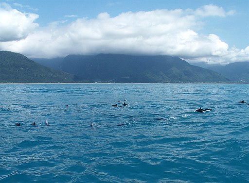 Whale watching, Hualien 花蓮港賞鯨 - panoramio