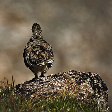 File:White-Tailed Ptarmigan Camouflaged in its Environment.jpg