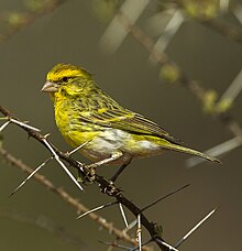 Canari à ventre blanc - Samburu - Kenya.jpg