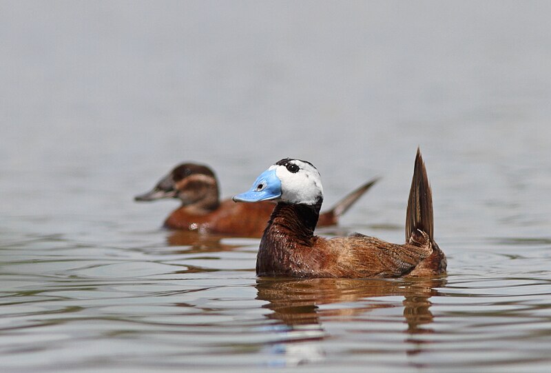 File:White-headed duck - witkopeend - Oxyura leucocephala.jpg