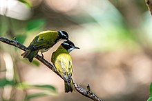 Аққұйрық honeyeater.jpg