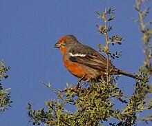 White-tipped Plantcutter (Phytotoma rutila).jpg