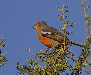 Cotingidae: Descrizione, Riproduzione, Habitat