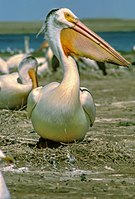 American White Pelican