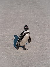 African Penguin at Boulders