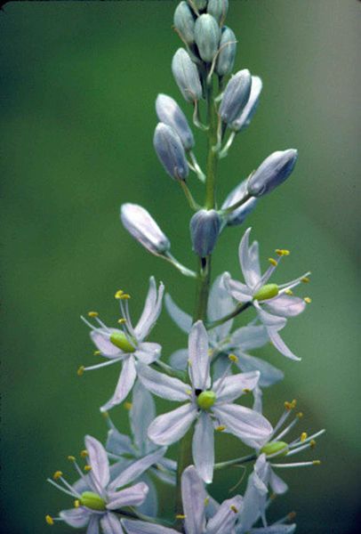 File:Wild hyacinth plant with purple flowers in bloom camassia scilloides.jpg