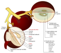 کالبدشناسی انگور، نشان‌دهنده اجزا استخراج شده از فشار.
